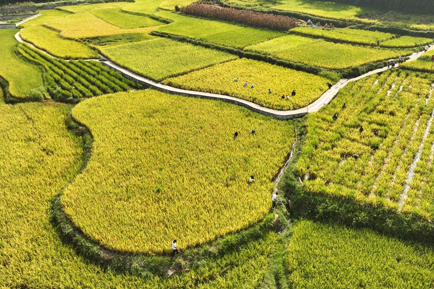 稲は豊作、魚(yú)も豊漁　貴州省丹寨県が進(jìn)める農(nóng)村振興の新スタイル
