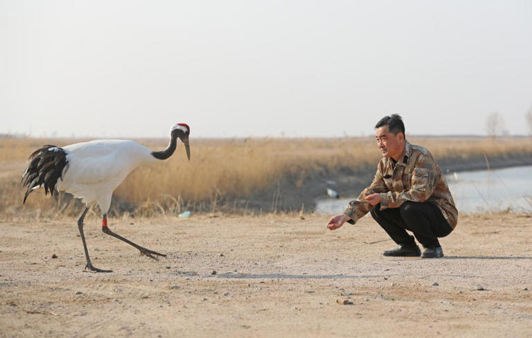 タンチョウにエサをあげる遼河口國家級(jí)自然保護(hù)區(qū)ツル目繁殖保護(hù)ステーションの職員（撮影?楊青）。