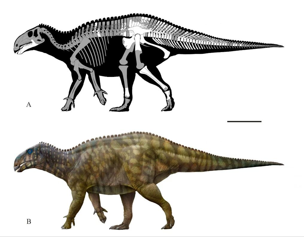 長生黔江竜の復元図（寫真提供?新華社）。