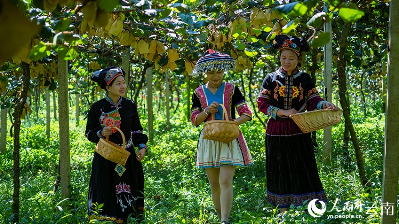 豊作となっているキウイフルーツ。