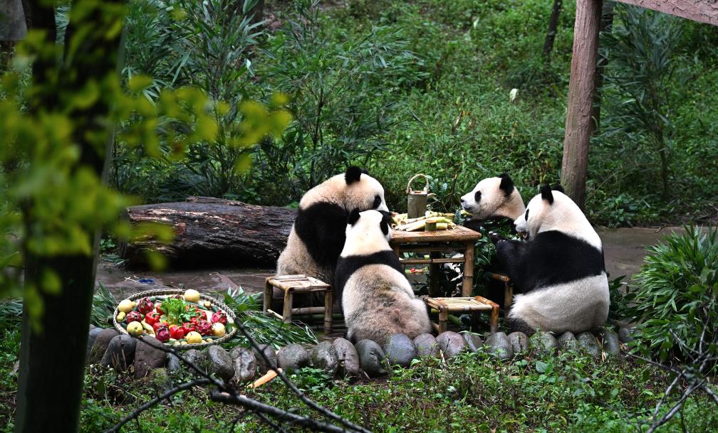 9月13日、グルメを堪能するジャイアントパンダ「雲(yún)朶（ユンドゥオ）」一家。（撮影?薛晨）