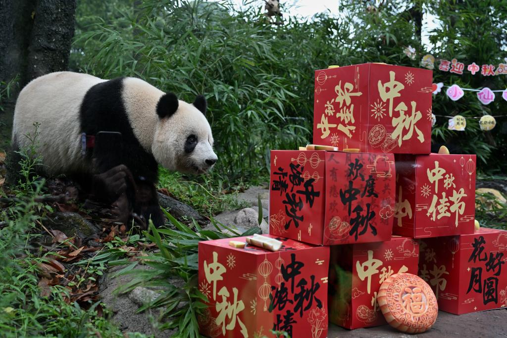 9月13日、中秋節(jié)のプレゼントに近づくジャイアントパンダ「香香（シャンシャン）」。（撮影?薛晨）