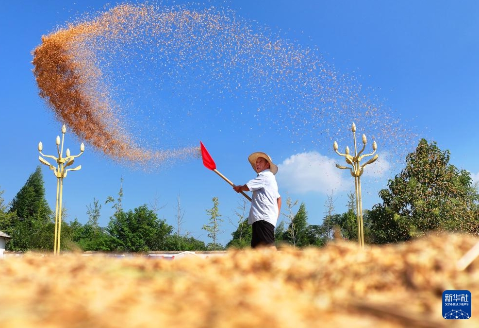 湖南省衡陽市衡山県萱洲鎮(zhèn)で、収穫したコメを天日干しする農民（9月18日、ドローンによる撮影?曹正平）。