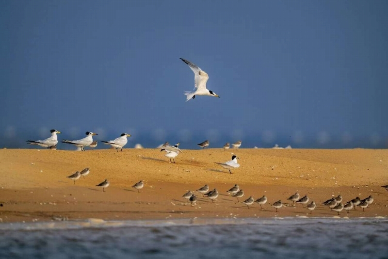 日照市の劉家灣趕海園で採餌するヒガシシナアジサシ（撮影?秦立平）。
