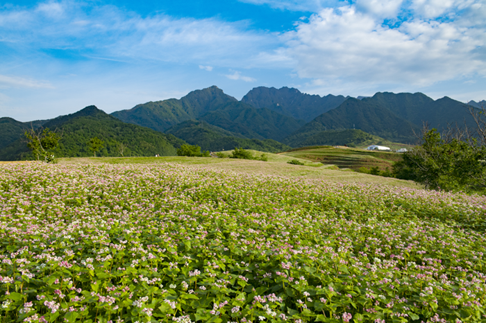 そばの花畑。（資料寫(xiě)真。寫(xiě)真提供は取材対象者）