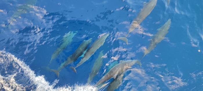 「第7回南中國海深海潛水／遠洋鯨類科學(xué)調(diào)査航?！工慰茖W(xué)研究者が南中國海海域で記録したサラワクイルカ。