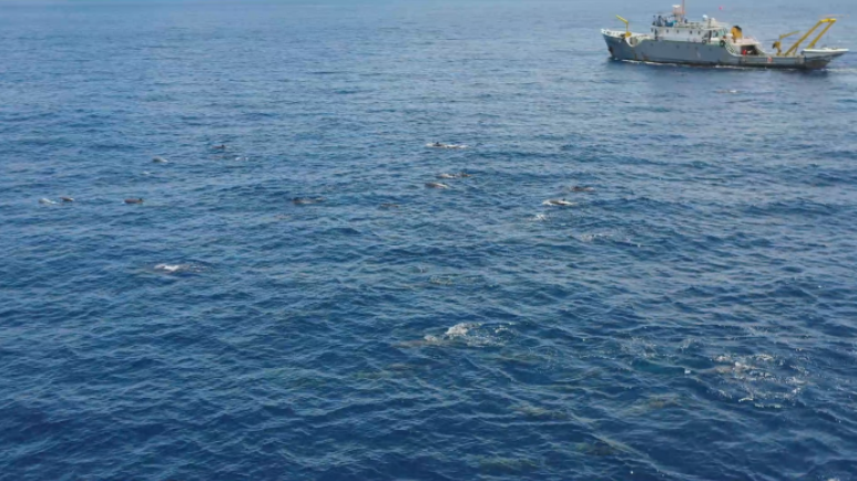 「第7回南中國海深海潛水／遠洋鯨類科學(xué)調(diào)査航?！工慰茖W(xué)研究者が、南中國海で撮影したクジラの群れが活動している様子。