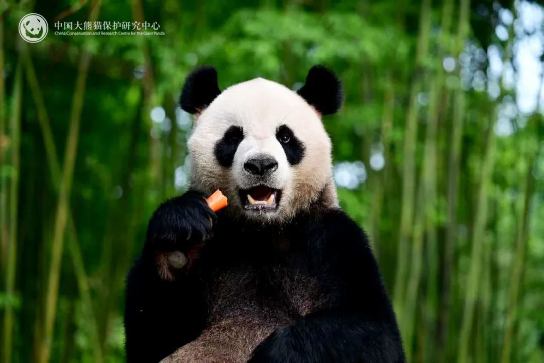 ジャイアントパンダの「安安」。