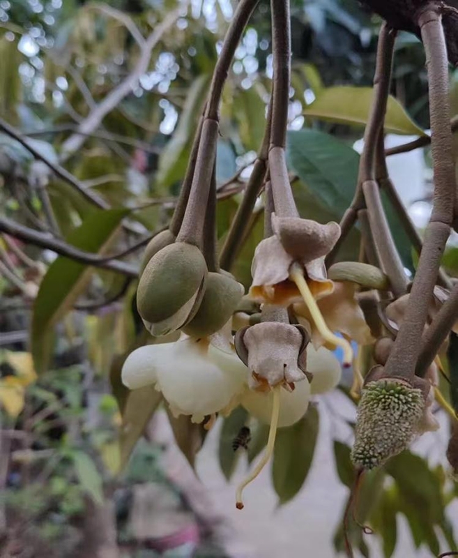 ドリアンの花（寫(xiě)真提供?嘎棟街道弁事処）。