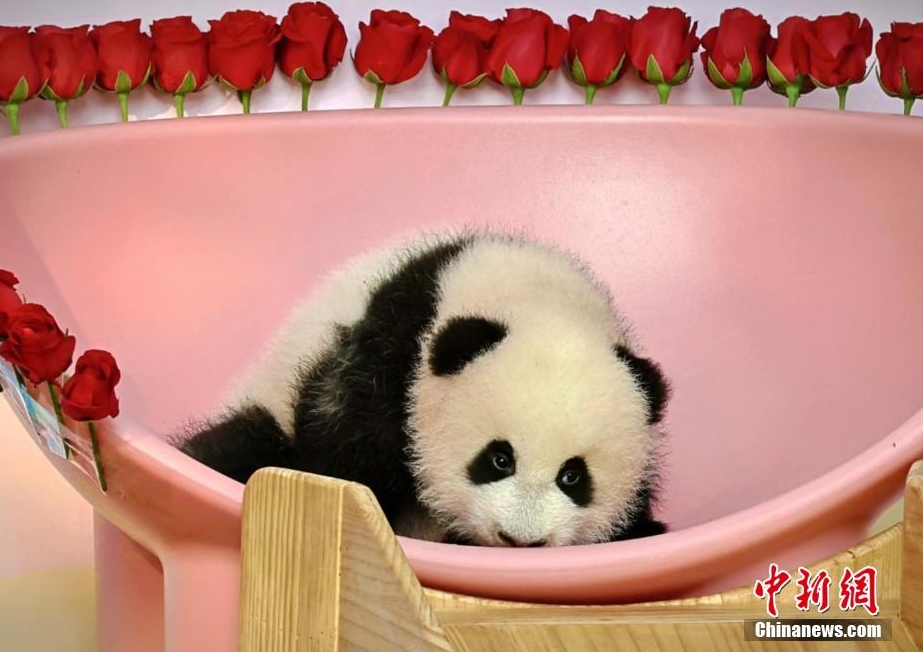 重慶動(dòng)物園でパンダの赤ちゃんが一般公開(kāi)