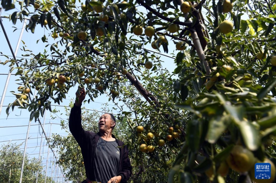 輸出用ナツメの収穫シーズン到來　山東省浜州市沾化