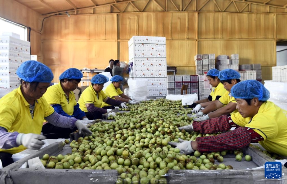輸出用ナツメの収穫シーズン到來(lái)　山東省浜州市沾化
