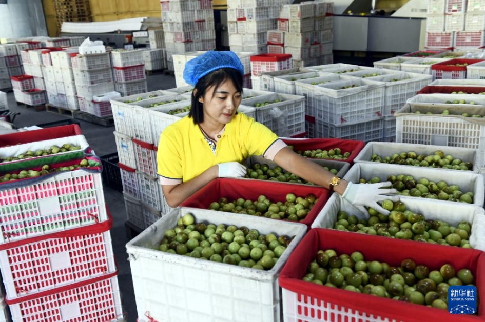 輸出用ナツメの収穫シーズン到來　山東省浜州市沾化