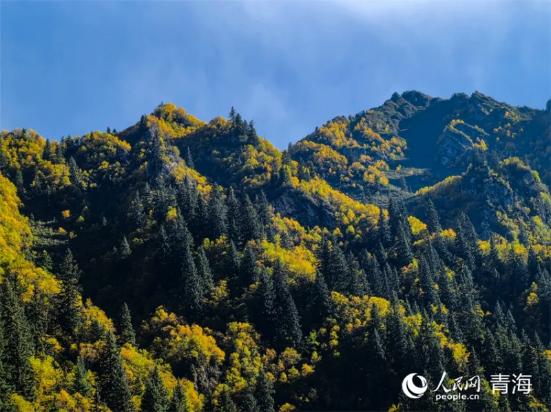 木々が黃色に染まり始め、絵に描いたような美しい景色が広がる山（撮影?甘海瓊）。