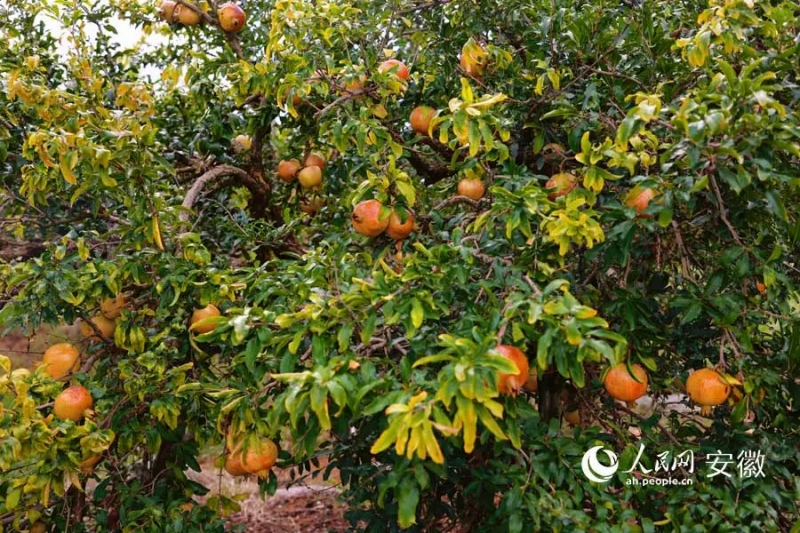 赤い果実が鈴なりとなったザクロの木（撮影?王暁飛）。