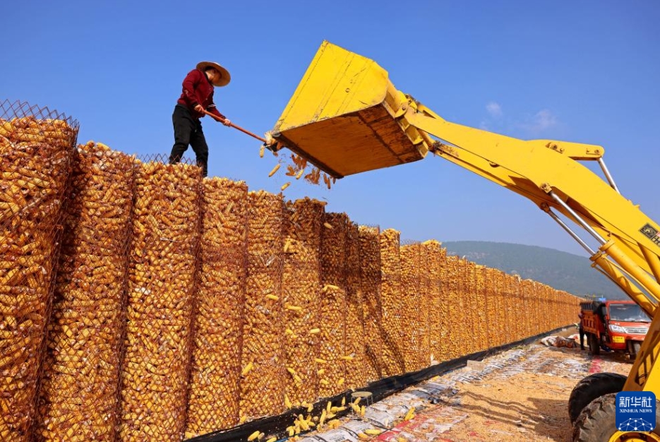 二十四節(jié)気の「寒露」到來　収穫作業(yè)に忙しい中國全土の農(nóng)家