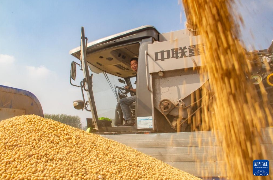 二十四節(jié)気の「寒露」到來　収穫作業(yè)に忙しい中國全土の農(nóng)家