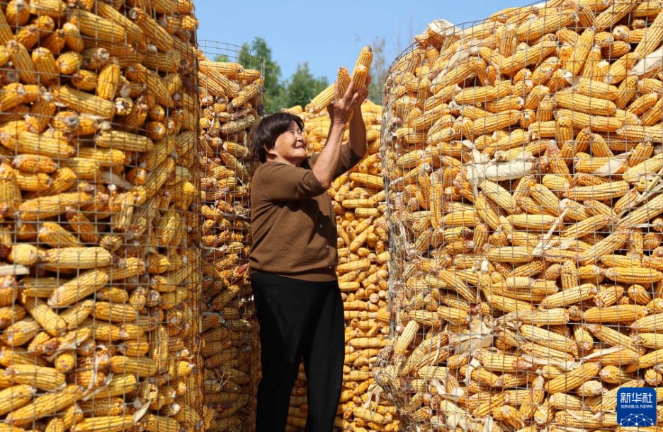 二十四節(jié)気の「寒露」到來　収穫作業(yè)に忙しい中國全土の農(nóng)家