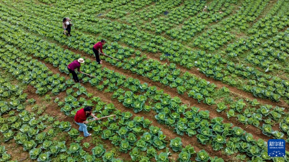 二十四節(jié)気の「寒露」到來　収穫作業(yè)に忙しい中國全土の農(nóng)家