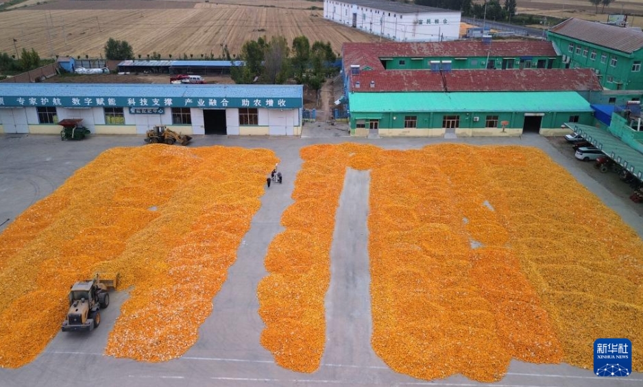 黃金色の秋、中國(guó)各地の収穫風(fēng)景