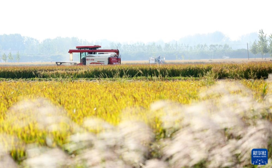 黃金色の秋、中國各地の収穫風(fēng)景