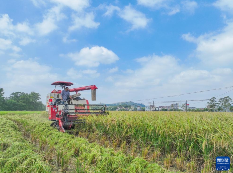 黃金色の秋、中國各地の収穫風(fēng)景