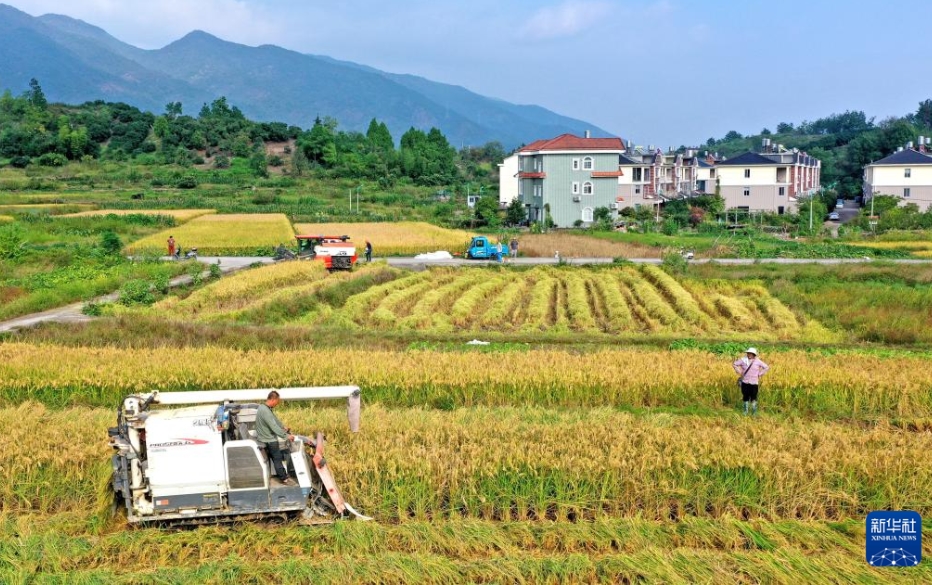 黃金色の秋、中國各地の収穫風(fēng)景