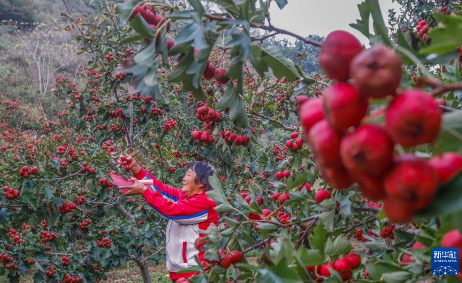 黃金色の秋、中國各地の収穫風(fēng)景