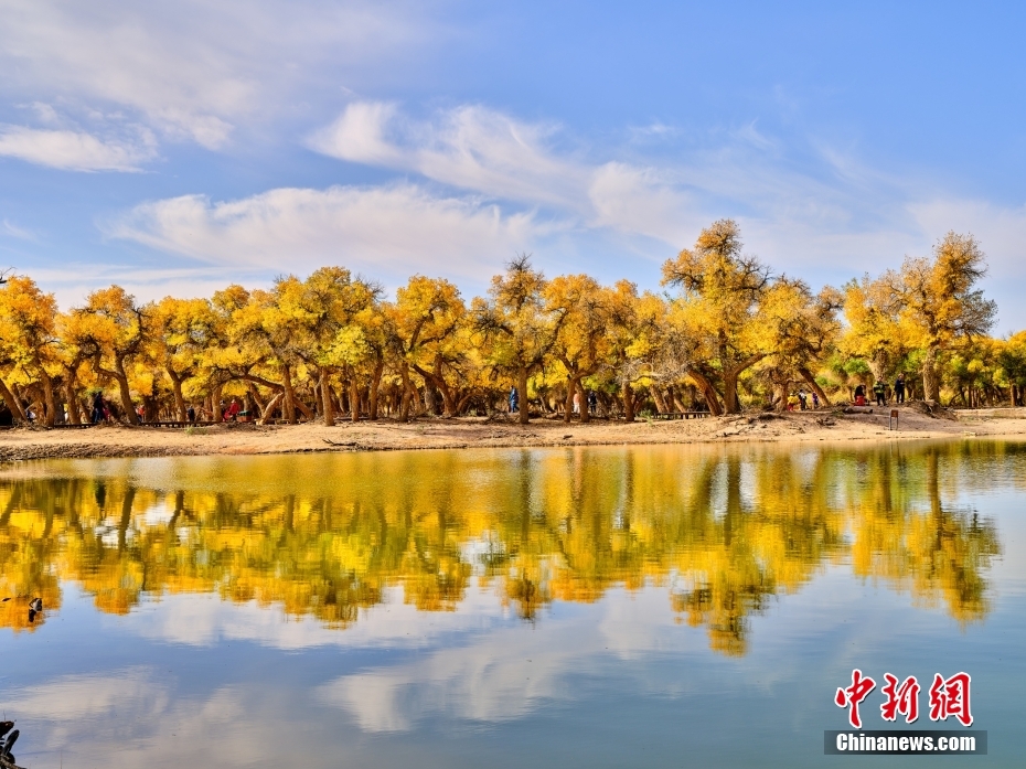 黃金色に染まったコトカケヤナギ林　內(nèi)蒙古阿拉善盟額済納