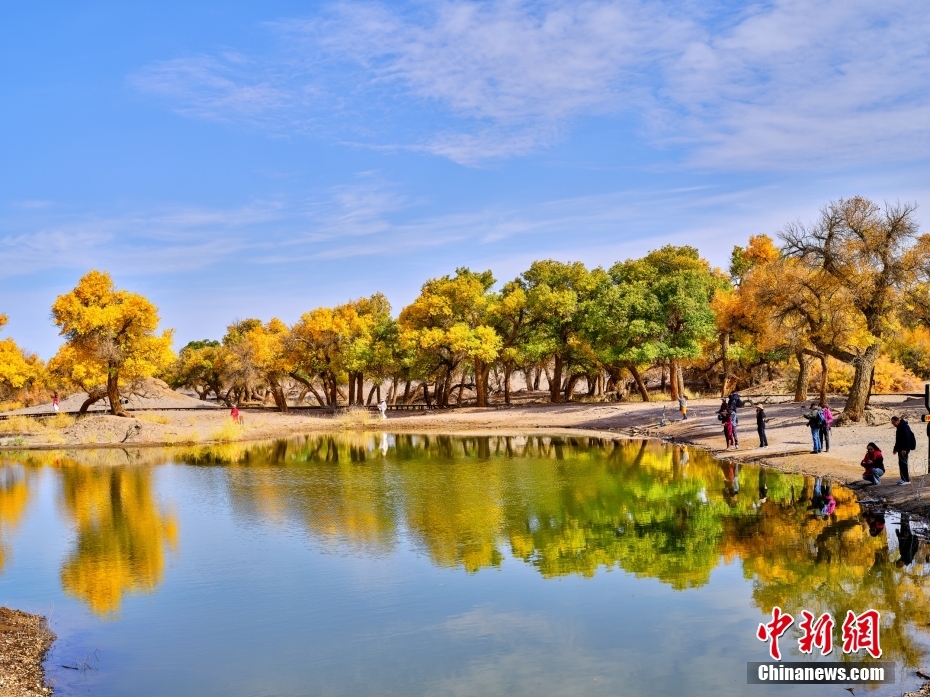 黃金色に染まったコトカケヤナギ林　內(nèi)蒙古阿拉善盟額済納