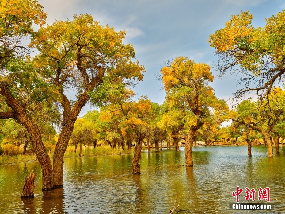 黃金色に染まったコトカケヤナギ林　內(nèi)蒙古阿拉善盟額済納