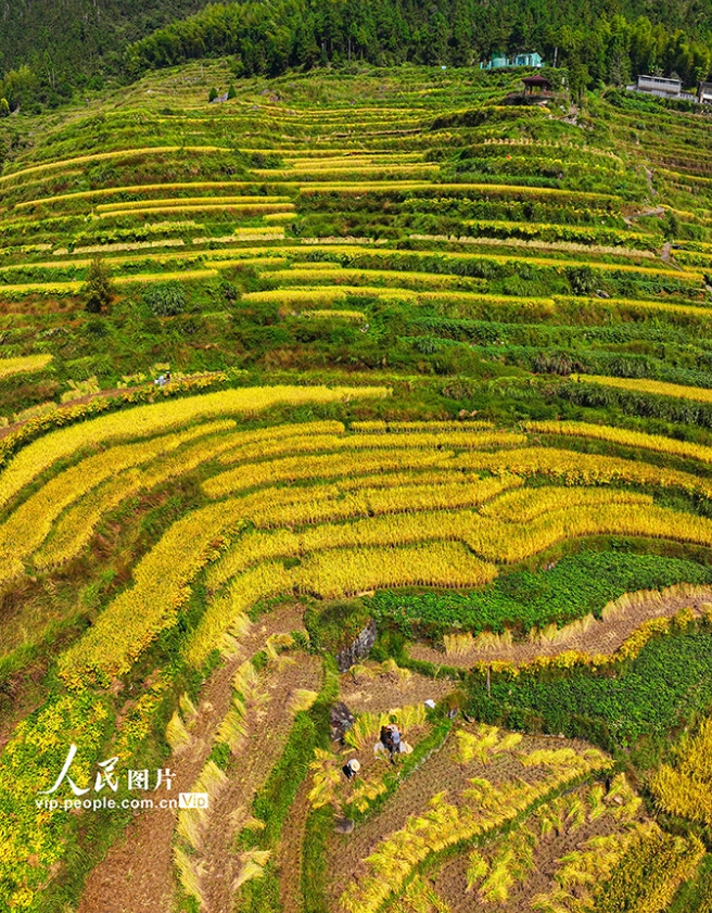 棚田を彩る「豊作の色」　浙江省溫州