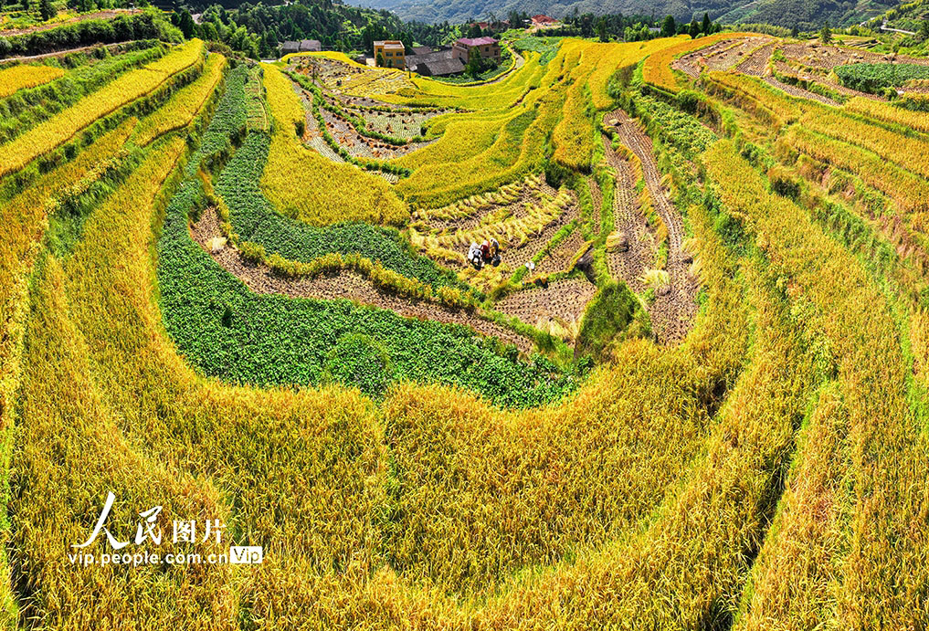 棚田を彩る「豊作の色」　浙江省溫州