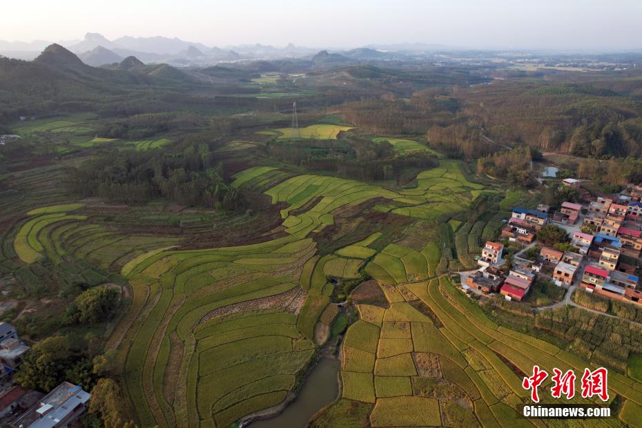 秋の収穫迎え、美しい棚田広がる広西の村