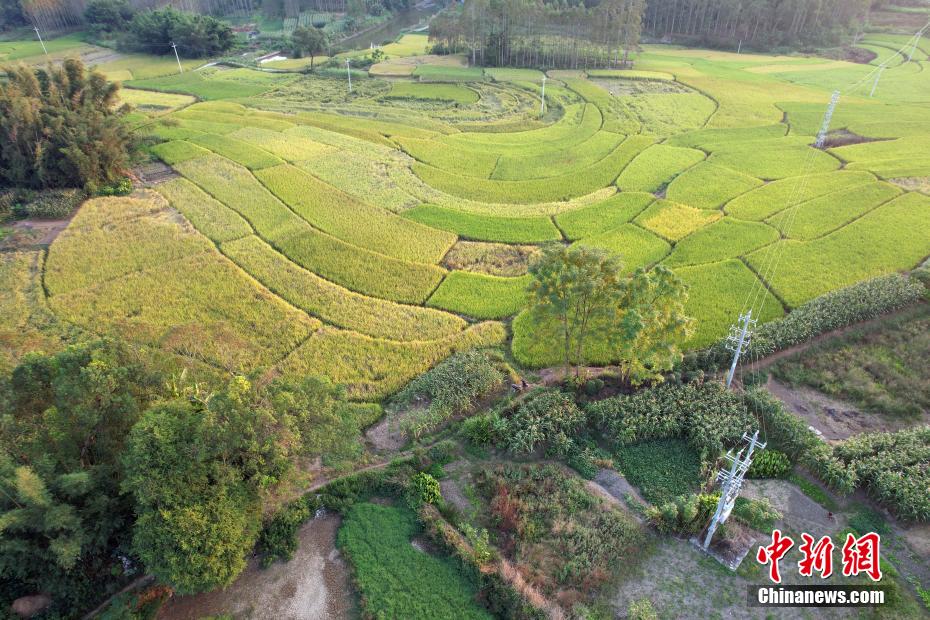秋の収穫迎え、美しい棚田広がる広西の村