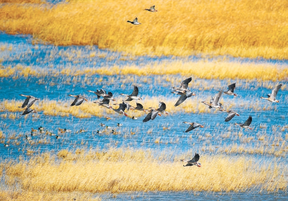 官庁ダムに飛來したサカツラガン（寫真提供?黒豹野生動(dòng)物保護(hù)ステーション）。