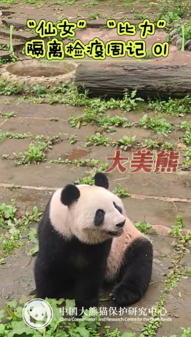 隔離検疫中のパンダ「仙女」と「比力」の様子が公開