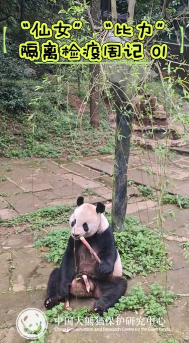 隔離検疫中のパンダ「仙女」と「比力」の様子が公開(kāi)