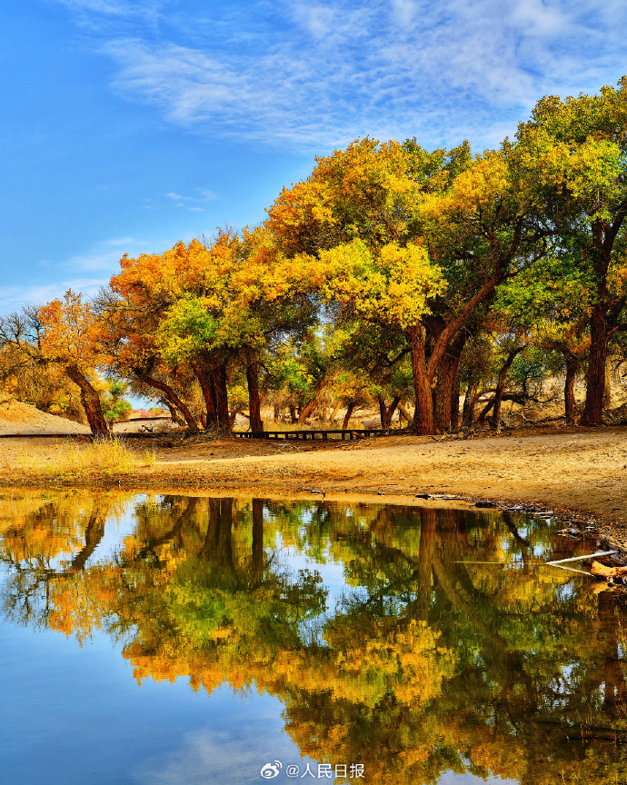 美しすぎる黃金色のコトカケヤナギ林　內(nèi)蒙古