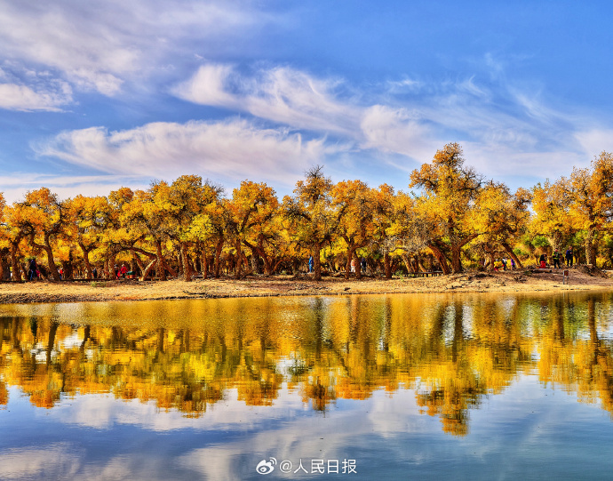 美しすぎる黃金色のコトカケヤナギ林　內(nèi)蒙古