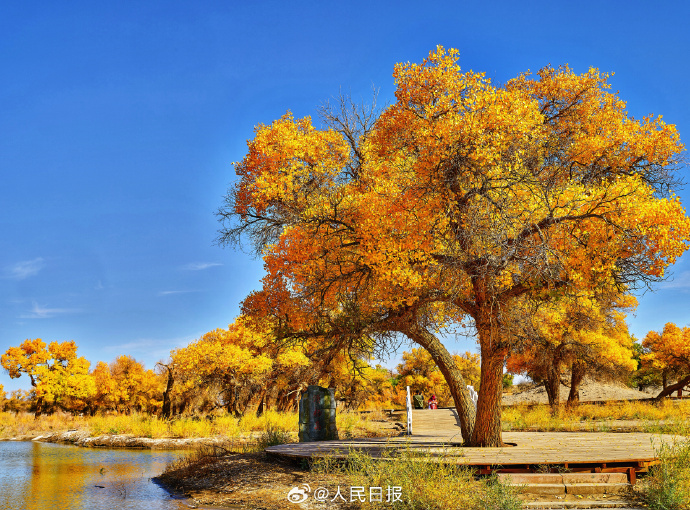 美しすぎる黃金色のコトカケヤナギ林　內(nèi)蒙古