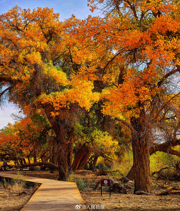 美しすぎる黃金色のコトカケヤナギ林　內(nèi)蒙古