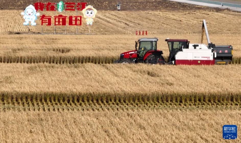 収穫期を迎えた黒竜江省のスマート農(nóng)場(chǎng)でロボット農(nóng)機(jī)が大活躍