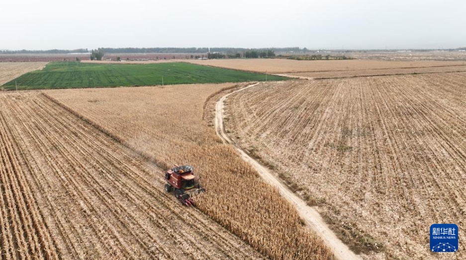 大詰めを迎えた秋の収穫　內(nèi)蒙古河套地區(qū)