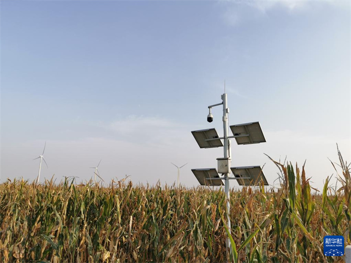 11日午後、河南省安陽県瓦店郷広潤坡高基準(zhǔn)農(nóng)地モデルエリアの「無人農(nóng)場」に設(shè)置された太陽光動畫監(jiān)視設(shè)備。撮影?馬意翀