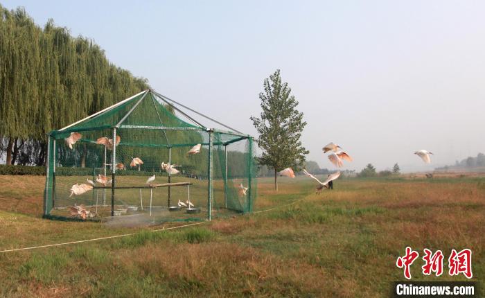 渭河咸陽區(qū)間北岸で行われたトキ24羽の放鳥（撮影?阿琳娜）。