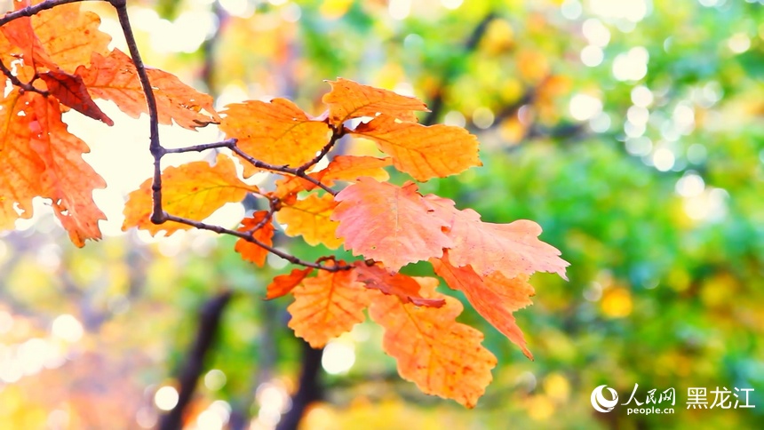 見る人を魅了してやまない興凱湖の秋景色　黒竜江省