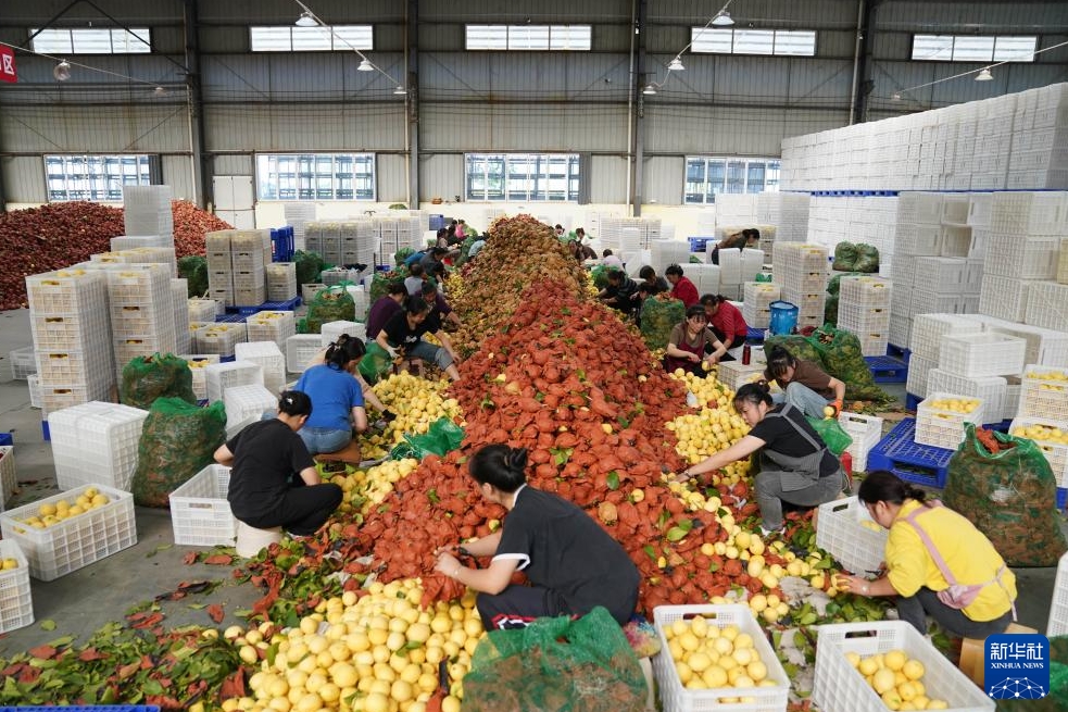 レモンの収穫シーズン到來(lái)、出荷作業(yè)に大忙しの四川省安岳県