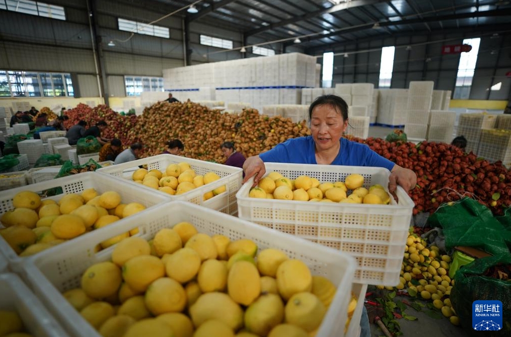 レモンの収穫シーズン到來、出荷作業(yè)に大忙しの四川省安岳県