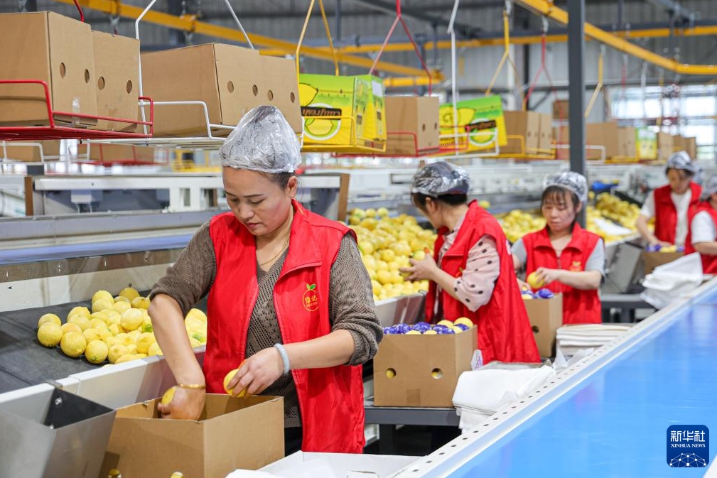 レモンの収穫シーズン到來(lái)、出荷作業(yè)に大忙しの四川省安岳県